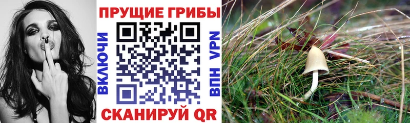Псилоцибиновые грибы мицелий  Купить закладки  Уварово 